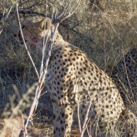 Cheetah eating a Kudu