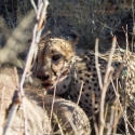 Cheetah eating a Kudu