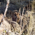 Cheetah eating a Kudu