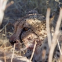 Cheetah eating a Kudu