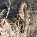 Cheetah eating a Kudu