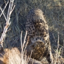 Cheetah eating a Kudu