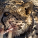 Cheetah eating a Kudu