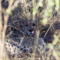 Cheetah eating a Kudu