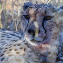 Cheetah eating a Kudu