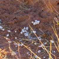 Hyena Poo