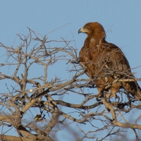 Tawny Eagle