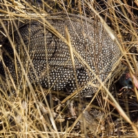 Guinea Fowl