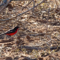 Crimson Breasted Shrike