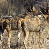 African Hunting Dog