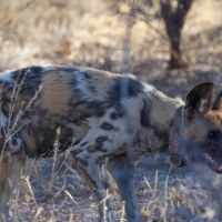 African Hunting Dog