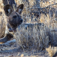 African Hunting Dog