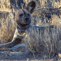 African Hunting Dog