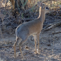 Dik Dik