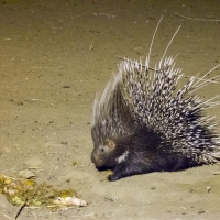 Porcupine