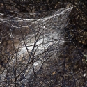 Spider webs