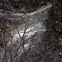 Spider webs