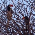 Orange Hornbill