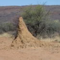 Termite hill