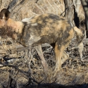 African Hunting Dog