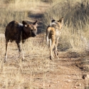 African Hunting Dog