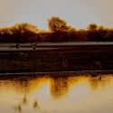 Sunset and ducks