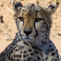 Cheetah