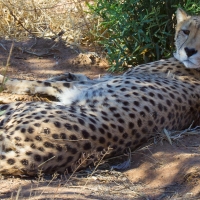 Cheetah
