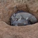 Warthog family