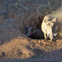 Warthog family