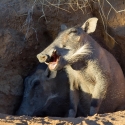 Warthog family