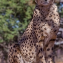 Cheetah