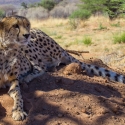 Cheetah