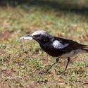 Ai Aiba lodge bird