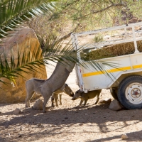 Namibia, Brandberg