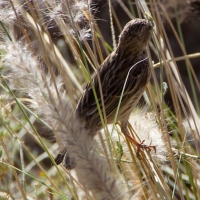 Mowani Lodge, birds at the pond