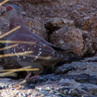 Mowani Lodge, birds at the pond