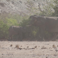 Namibia Huab River elephant drive