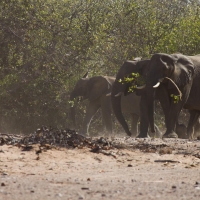 Namibia Huab River elephant drive