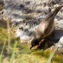 Mowani Lodge, birds at the pond