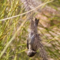 Mowani Lodge, birds at the pond