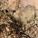 Mowani Lodge, Hyrax