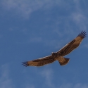 Twyfelfontein, Namibia  Juvenile Verreaux's Eagle