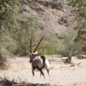 Namibia Huab River elephant drive