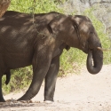 Namibia Huab River elephant drive