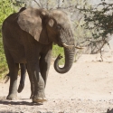 Namibia Huab River elephant drive