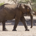 Namibia Huab River elephant drive