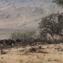 Namibia Huab River elephant drive