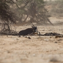 Namibia Huab River elephant drive