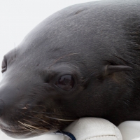 Boat trip from Walvis Bay - Sea Lion